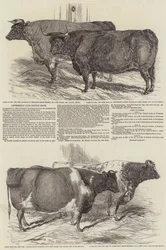 Smithfield Club Cattle Show